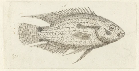 Tropisk fisk Chromis epse