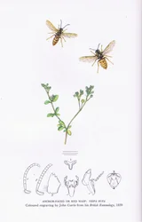 Anchor Faced or Red Wasp, Nature in Britain publicerad av Collins