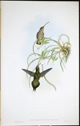 Allied Eremit (Phaethornis Fraterculus) (handfärgad litho)