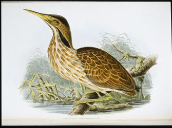 American Bittern (Botaurus Lentiginosus) (handfärgad litho)