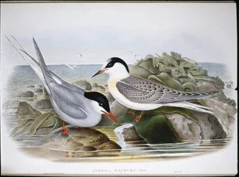 Tärna (Sterna Macrura) (handfärgad litho)