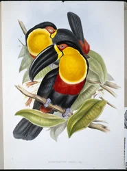 Ariel Toucan (Ramphastos Ariel) (handfärgad litho)