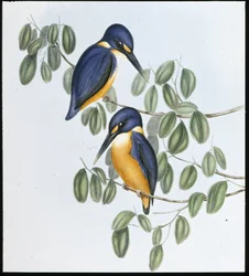 Azure Kingfisher (Alcyone Azurea) (handfärgad litho)