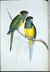 Bauers parakit (Platycercus Baueri) (handfärgad litho)