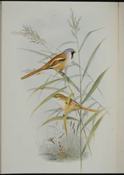 Skäggmes (Calamophilus Biarmicus) (handfärgad litho)