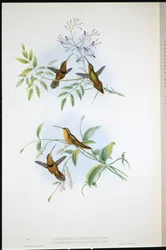 Eremit med bälte (Phaethornis Nigrocinctus) och biskopseremit (Phaethornis Episcopus) (handfärgad litho)