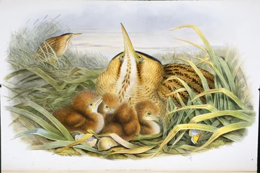 Bittern (Botaurus Stellaris) (handfärgad litho)