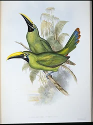 Toucan med svart näbb (Aulacoramphus Atrogularis) (handfärgad litho)