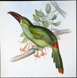 Blodrumpa Groove-bill Toucan (Aulacoramphus Haematopygius) (handfärgad litho)