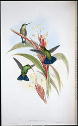 Blåstjärtad mangokolibri (Lampornis viridis)