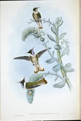 Blåstrupad Hlemte Crest (Oxypogon Cyanolaemus) (handfärgad litho)