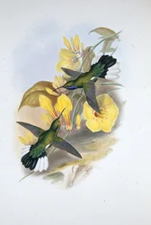 Blåstrupad sabelvinge (Campylopterus Ensipennis) (handfärgad litho)
