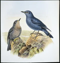 Blue Rock Thrush (Petrocossyphus Cyanus) (handfärgad litho)