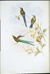 Boliviansk sylf (Cynanthus Bolivianus) (handfärgad litho)
