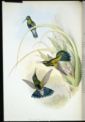 Bolivianskt violöra (Petasophora Iolata) (handfärgad litho)
