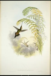 Bourciers eremit (Phaethornis Bourcieri) (handfärgad litho)