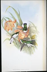 Brasiliansk älva (Heliothrix Auriculatus) (handfärgad litho)