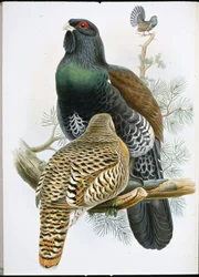 Capercailzie (Tetrao Urogallus) (handfärgad litho)