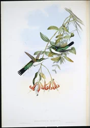 Cayenne Fairy (Heliothryx Auritus) (handfärgad litho)