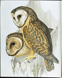 Kastanjebrun uggla (Strix Castanops) (handfärgad litho)