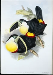 Citronbröstad tukan (Ramphastos Citreolaemus) (handfärgad litho)