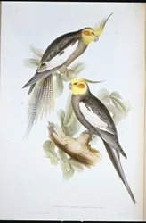 Kakaduaparakit (New Holland Nymph) (handfärgad litho)