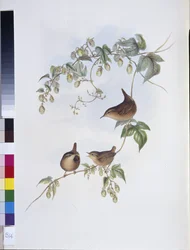 Gärdsmyg (Troglodytes Europeus) (handfärgad litho)