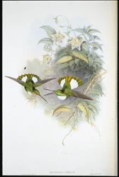 Conrads inka (Bourcieria Conradi) (handkolorerad litho)