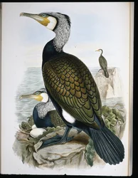 Skarv (Phalacrocorax Carbo) (handfärgad litho)