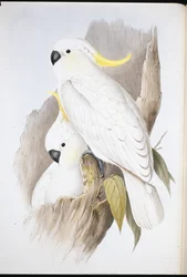 Gul tofs-kakadua (Cacatua galerita)