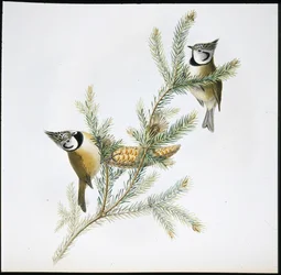 Krönmes (Parus Cristatus) (handfärgad litho)