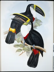 Kulminerad tukan (Ramphastos Culminatus) (handfärgad litho)
