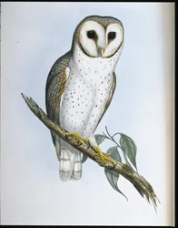 Delikat uggla (Strix Delicatulis) (handkolorerad litografi)