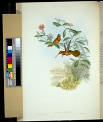 Dohrns eremit (glaucus Dohrni) (handfärgad litho)