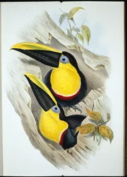 Tukan (Ramphastos Ambiguus) (handkolorerad litografi)