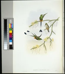 Ecuador Racket-tail (spathura solstitialis) (handfärgad litho)