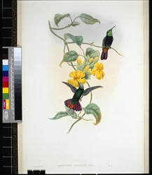 Elliots Topaz lLampornis calosoma) (handfärgad litho)