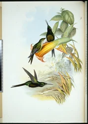 Empress Humming-bird (Eugenia Imperatrix) (handfärgad litho)