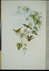 Fannys trästjärna (calotorax Fanny) (handfärgad litho)