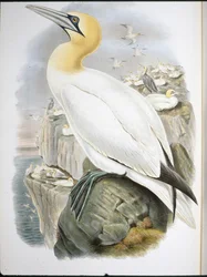 Ganet (Sula Bassana) (handfärgad litho)