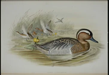 Garganey (Querquedula Circia) (handfärgad litho)