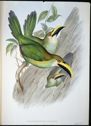 Gyllene grön näbbtukan (Aulacoramphus Prasinus) (handfärgad litho)