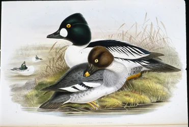 Golden Eye (Clangula Glaucion) (handfärgad litho)