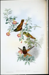 Golden star-frontlet (Helianthea Eos) (handfärgad litho)