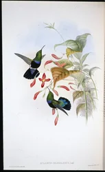 Gräsgrönbröstad Carib (Eulampis Chlorolaemus) (handfärgad litho)