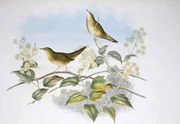 Gräshoppesångare (Locustella Auicula) (handfärgad litho)