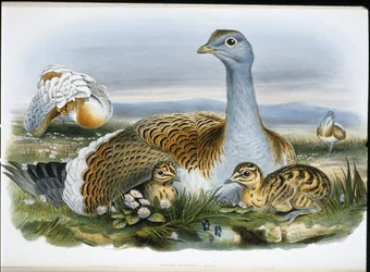 Stor bustard (Otis Tarda) (handfärgad litho)