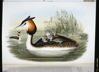 Storhakedopping (Podiceps Cristatus) (handfärgad litho)