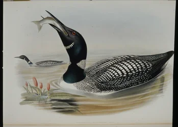 Great Northern Diver (Colymbus Glacialis) (handfärgad litho)
