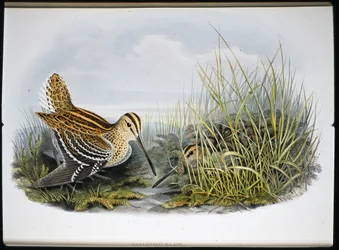 Stor snipa (Gallinaco Major) (handfärgad litho)